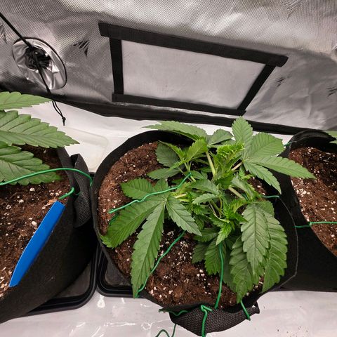 Gelato growlog timeline photo