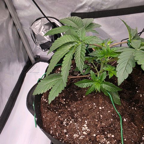 Gelato growlog timeline photo
