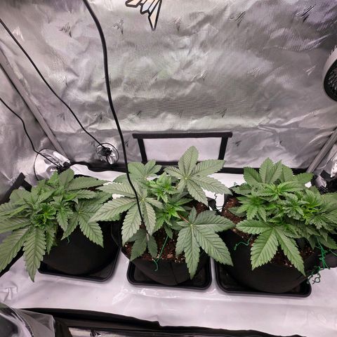 Gelato growlog timeline photo