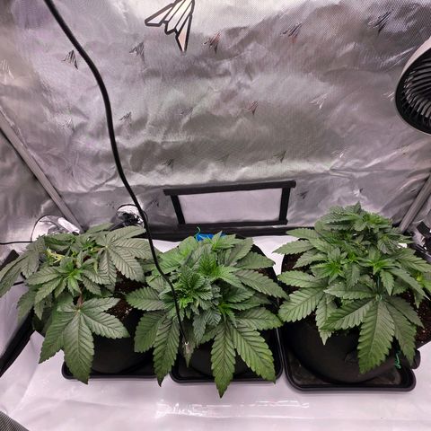 Gelato growlog timeline photo
