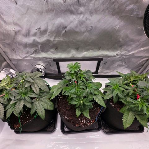 Gelato growlog timeline photo