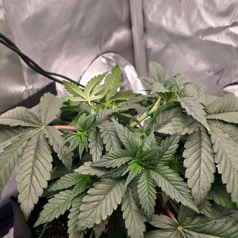 Gelato growlog timeline photo
