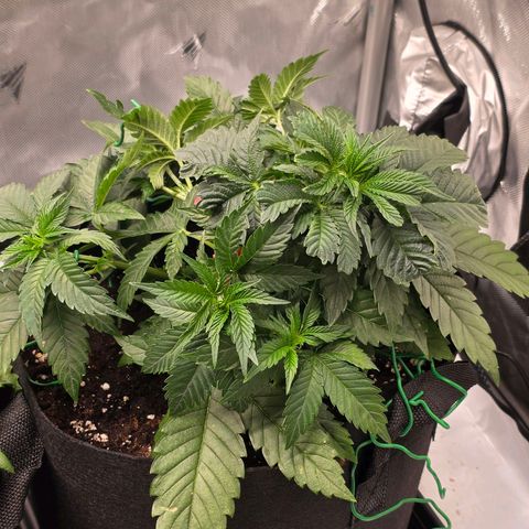 Gelato growlog timeline photo