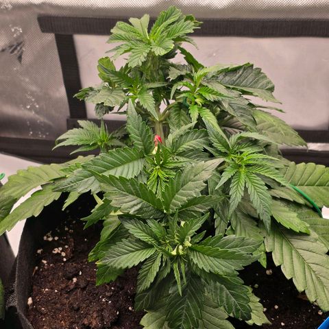 Gelato growlog timeline photo