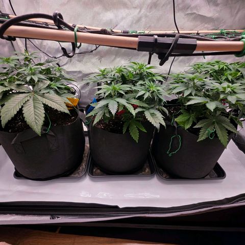 Gelato growlog timeline photo