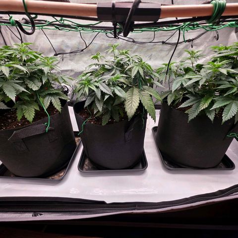Gelato growlog timeline photo