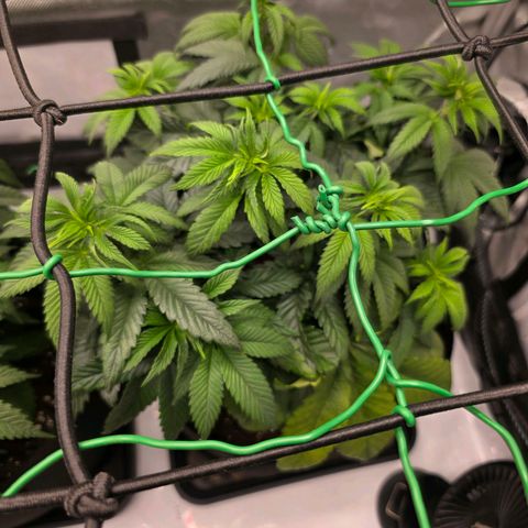 Gelato growlog timeline photo