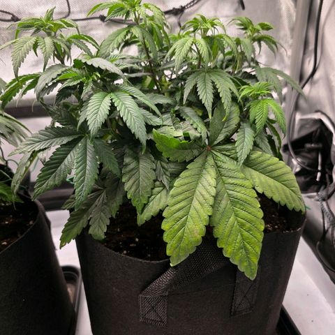 Gelato growlog timeline photo
