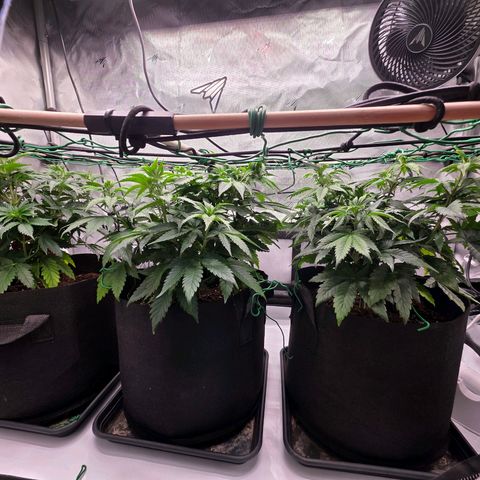Gelato growlog timeline photo