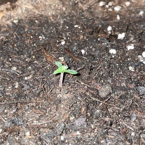 DALE DENTON growlog timeline photo