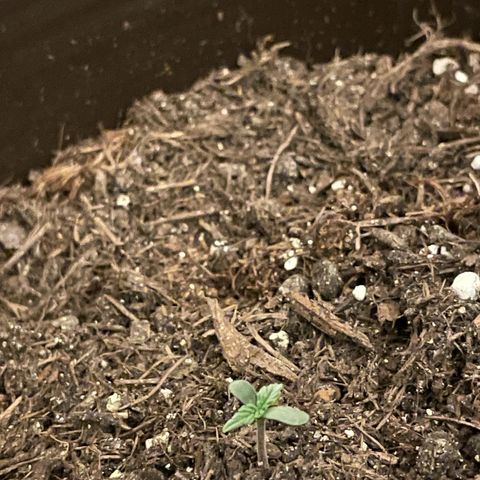 DALE DENTON growlog timeline photo