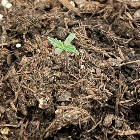 DALE DENTON growlog timeline photo
