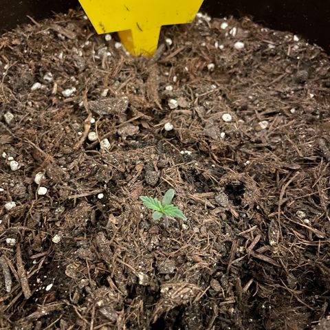 DALE DENTON growlog timeline photo