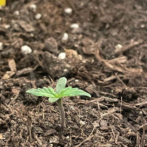 DALE DENTON growlog timeline photo