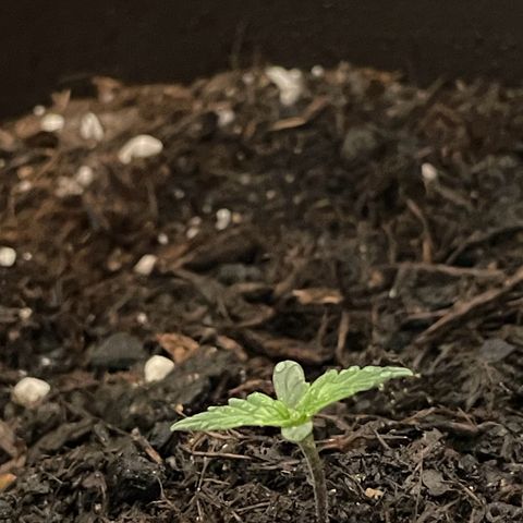 DALE DENTON growlog timeline photo