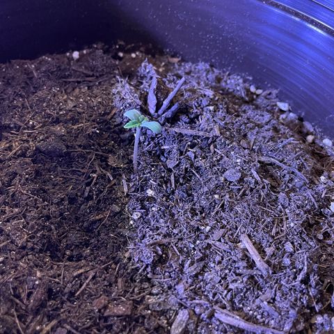 SAUL SILVER growlog timeline photo