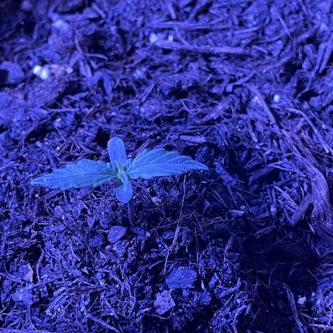 DALE DENTON growlog timeline photo