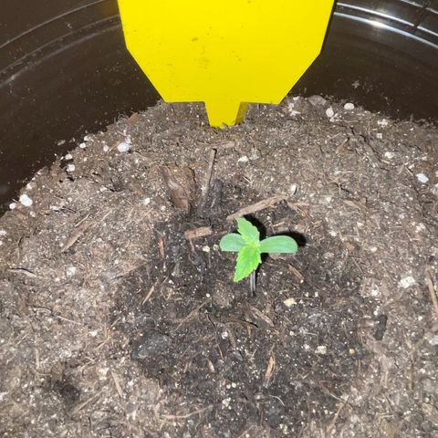 SAUL SILVER growlog timeline photo