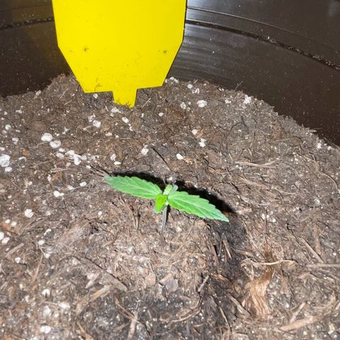 DALE DENTON growlog timeline photo