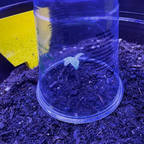 SAUL SILVER growlog timeline photo