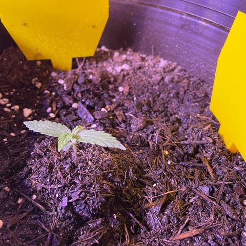 DALE DENTON growlog timeline photo