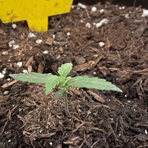 DALE DENTON growlog timeline photo