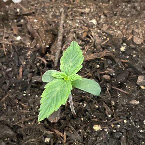 SAUL SILVER growlog timeline photo