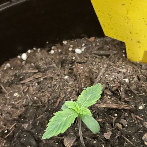 SAUL SILVER growlog timeline photo