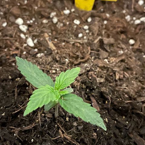 DALE DENTON growlog timeline photo