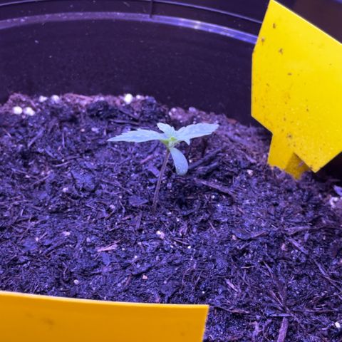 SAUL SILVER growlog timeline photo