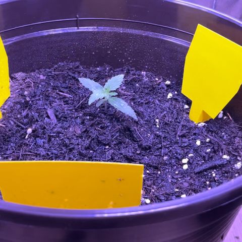 DALE DENTON growlog timeline photo