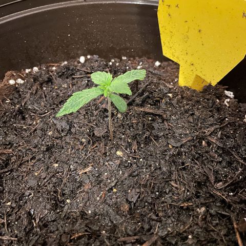 SAUL SILVER growlog timeline photo