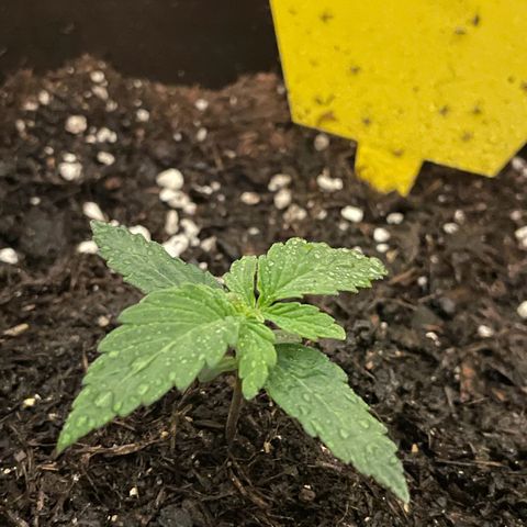 DALE DENTON growlog timeline photo