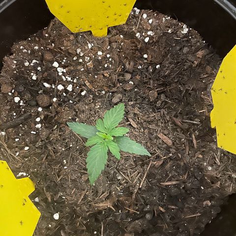 DALE DENTON growlog timeline photo