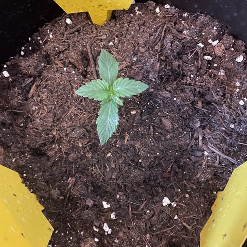 SAUL SILVER growlog timeline photo