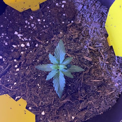DALE DENTON growlog timeline photo