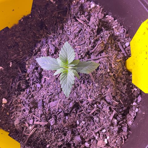 SAUL SILVER growlog timeline photo