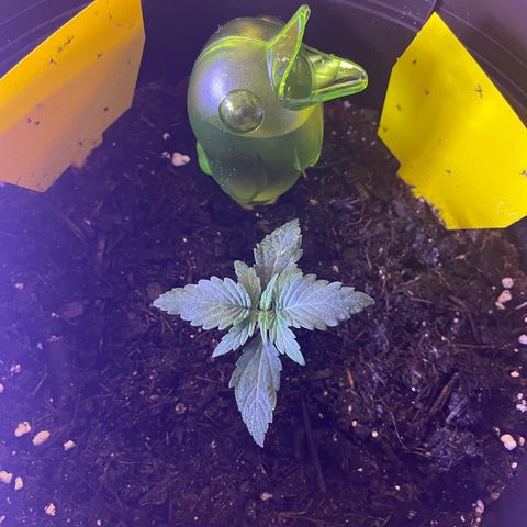 SAUL SILVER growlog timeline photo