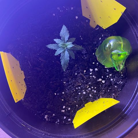 DALE DENTON growlog timeline photo