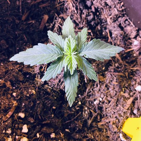 DALE DENTON growlog timeline photo