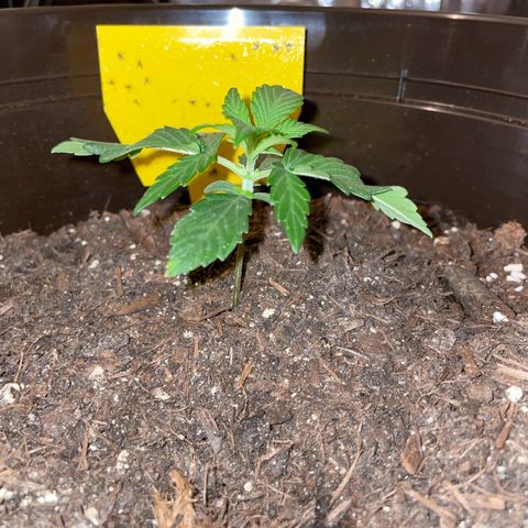 SAUL SILVER growlog timeline photo