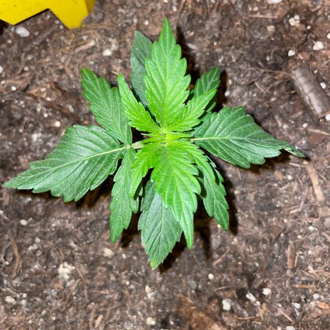 SAUL SILVER growlog timeline photo