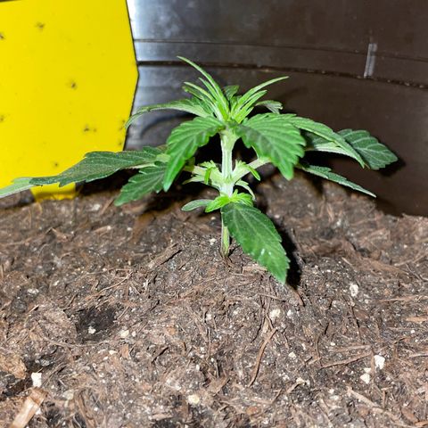 DALE DENTON growlog timeline photo
