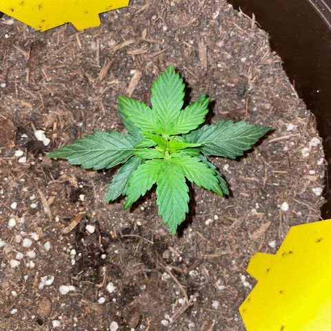 DALE DENTON growlog timeline photo