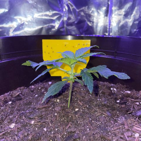 SAUL SILVER growlog timeline photo