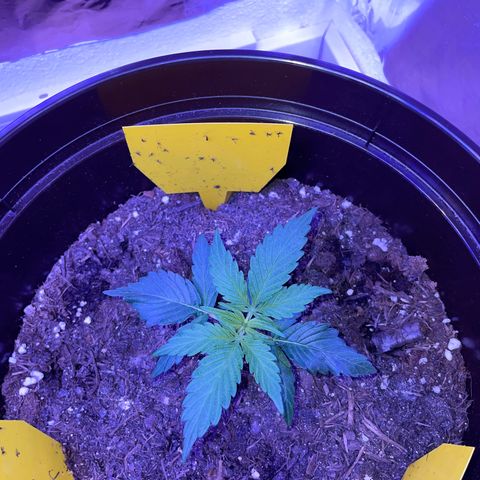 SAUL SILVER growlog timeline photo