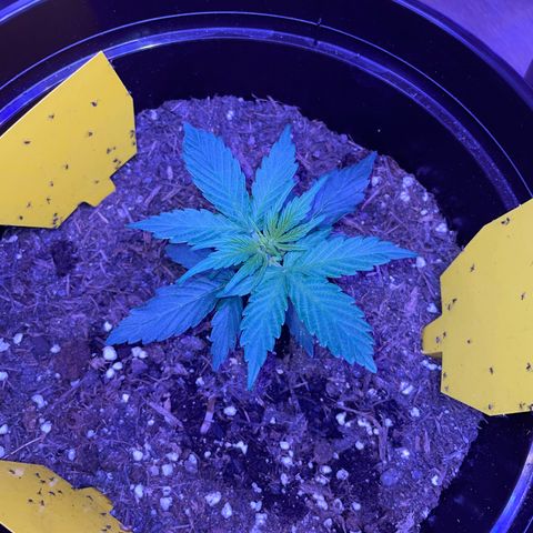 DALE DENTON growlog timeline photo