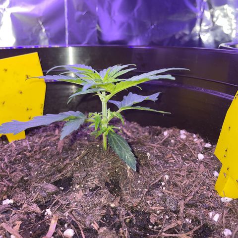 DALE DENTON growlog timeline photo