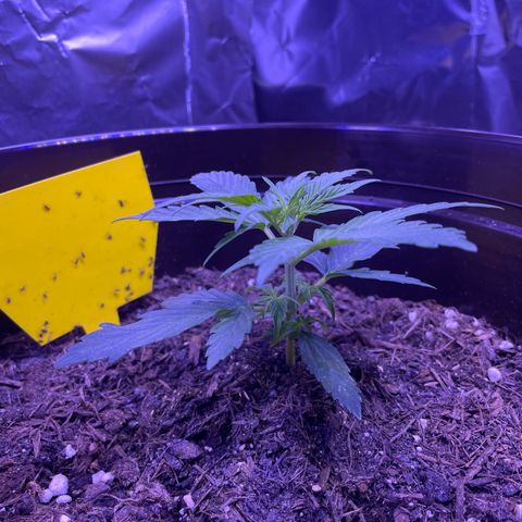 DALE DENTON growlog timeline photo