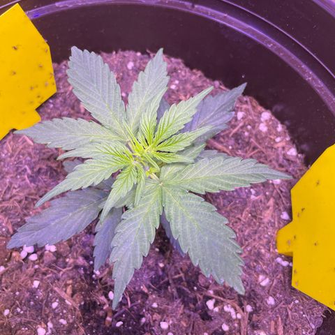 DALE DENTON growlog timeline photo